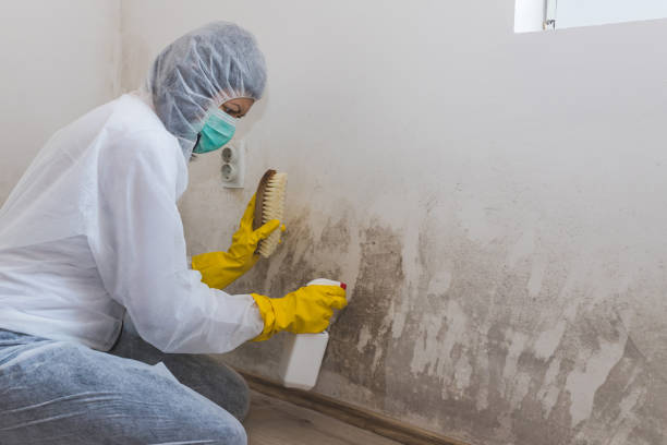 Best Toxic Mold Removal  in Cherry Brah, NC