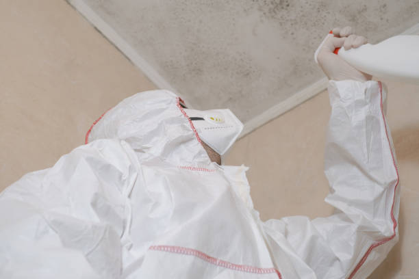 Professional Mold Removal in Cherry Branch, NC