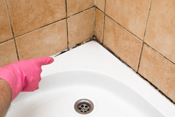 Best Mold Cleaning Services  in Cherry Brah, NC